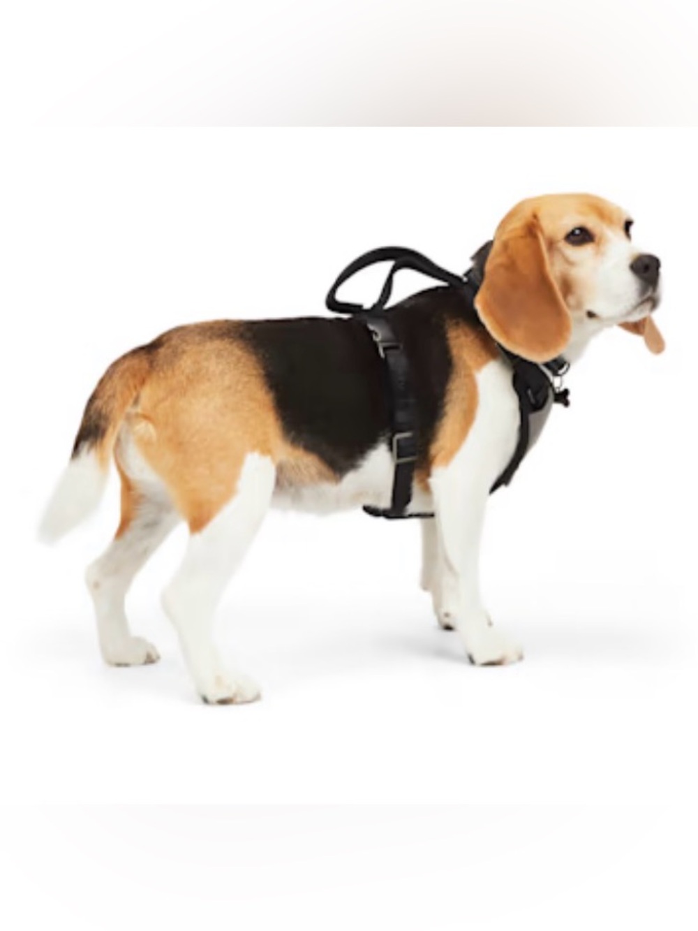 Reddy Black Jacquard Dog Harness